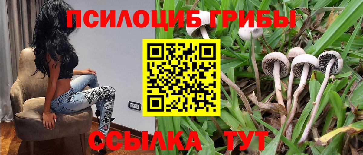 Фрязино  Галлюциногенные грибы Psilocybine cubensis  Вход с VPN 